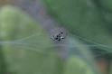 Cyrtophora_citricola_D3185_Z_85_Valle Gran Rey_Spanje